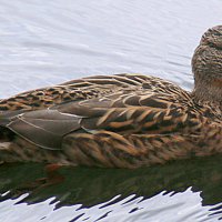 уточка :: Олег Лукьянов