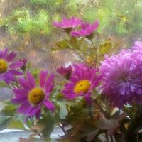 Тёплый дождик в конце осени :: Наталья 