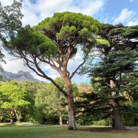 Воронцовский парк. Крым. :: Галина 