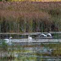 И тут уже занято..... :: Sergey (Apg)