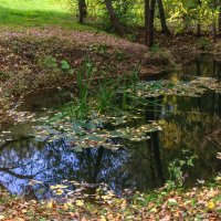 Алёнушкин пруд :: Игорь Николаев