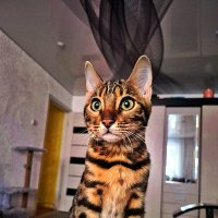 БЕНГАЛЬСКАЯ   КОШКА :: Анатолий Малобродский