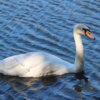 Лебедь. :: Александр 