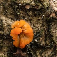 инкогнито  1 :: Va-Dim ...