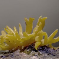 калоцера клейкая :: Va-Dim ...