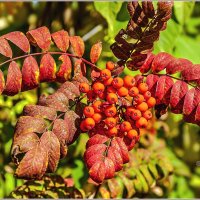 Про сентябрь :: Aquarius - Сергей Про сентябрь :: Aquarius - Сергей