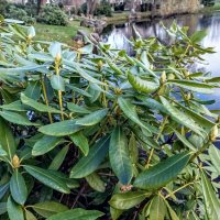 В Японском саду :: Veera V В Японском саду :: Veera V