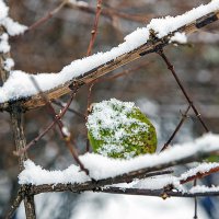 ... :: Светлана Ищенко