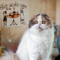 Хайленд-фолд :: Светлана Ищенко