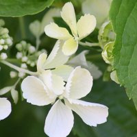 Гортензия метельчатая :: Любовь Сахарова Гортензия метельчатая :: Любовь Сахарова