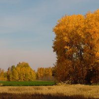 Ещё недавно осень была золотой. :: nadyasilyuk Вознюк