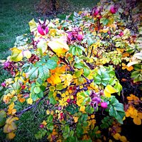 Цветы. :: Владимир Драгунский Цветы. :: Владимир Драгунский