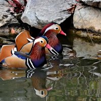 Мандаринки... :: Николай Саржанов