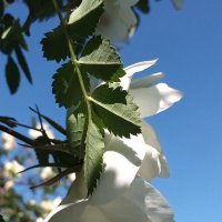 Шиповник во дворе :: Фотогруппа Весна