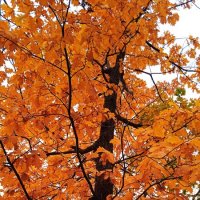 прекрасный октябрь :: Елена Шаламова