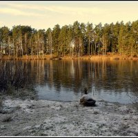 *** :: Aleksandr Gal