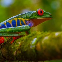 Красноглазая квакша :: Aleksey Afonin