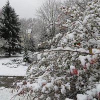 Первый снег :: Ирина Олехнович