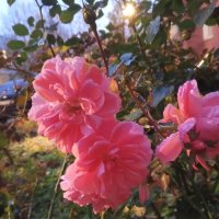 Роза :: Сапсан 