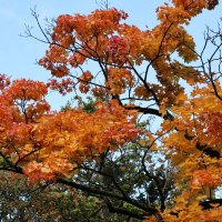 Клен :: Сергей Карачин Клен :: Сергей Карачин