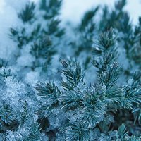 ❄️ :: Наталья