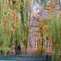 Плакучая  ива :: Валентин Семчишин