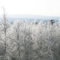 Хрустальный лес :: Галина Ильясова