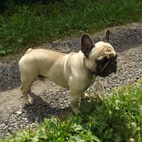 Дружок :: Freddy 97