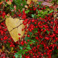 Барбарис созрел. :: Lucy Schneider 