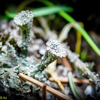 ЕЩЕ ЛИШАЙНИКИ :: HART BAD