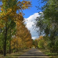 Осенняя дорога :: Natali 