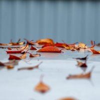 Последние листья :: Владимир Иванович