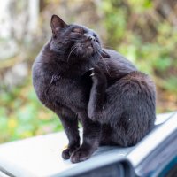 Черныш :: Владимир Иванович Черныш :: Владимир Иванович