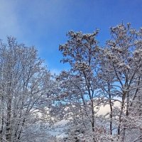 Снежный день :: Ольга Попова (popova/j2011)