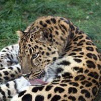 леопард :: Михаил Бибичков