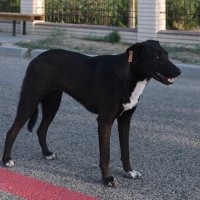 *** :: Елена Алексеева