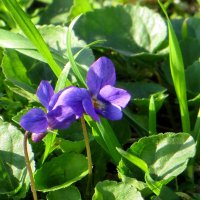 Весенние фиалочки в ноябре :: Татьяна Смоляниченко