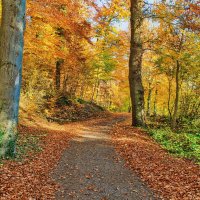 В осеннем лесу :: Андрей K.