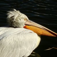 Думы :: Юрий. Шмаков