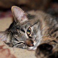 Хитрый взгляд :: Alex Matarykin