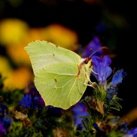 опять про бабочек...98 :: Александр Прокудин