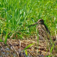 бекас :: gawrilа - dan