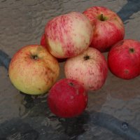 ЯБЛОКИ :: СЕРГЕЙ ФИЛОЧКИН