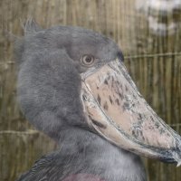 Китоглав :: <<< Наташа >>>