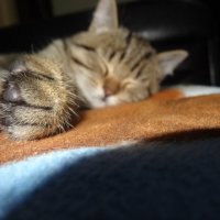 мурзик :: СЕРГЕЙ ФИЛОЧКИН