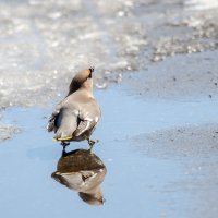 Свиристель :: Виктор Иванович Чернюк