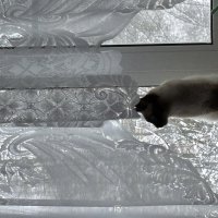 Кот :: Ольга Савельева 