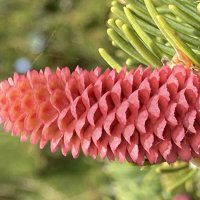 Шишка молодая :: Ольга Савельева 