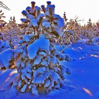 Январь...Молодая тайга. Минус 40! :: Владимир 