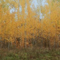осинки как апельсинки :: Лера 